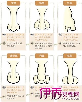 鼻子风水|鼻型面相分析三六风水网